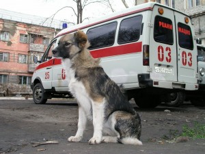 Отчего болит собачье сердце. Часть 2