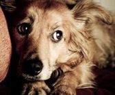 Почему боится собака? Часть 1