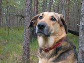 Почему боится собака? Часть 3