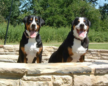 Большой швейцарский зенненхунд