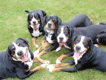 Большой швейцарский зенненхунд