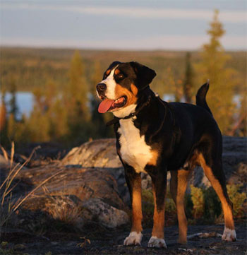 Большой швейцарский зенненхунд