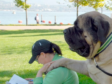 Английский мастиф Геркулес