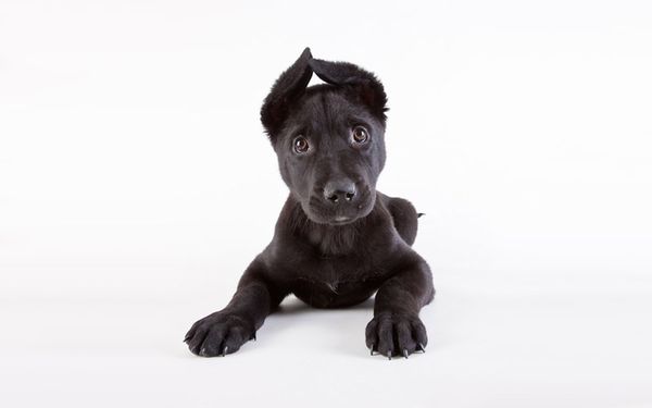 Все собаки мечтают о добром хозяине