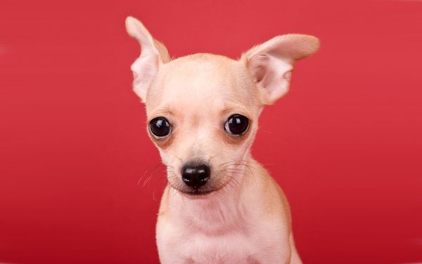 Все собаки мечтают о добром хозяине