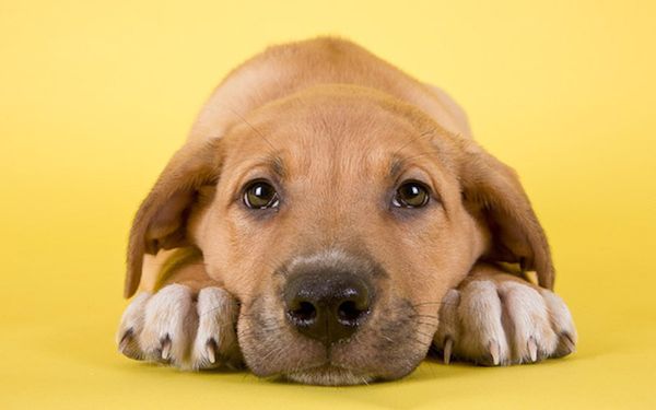 Все собаки мечтают о добром хозяине