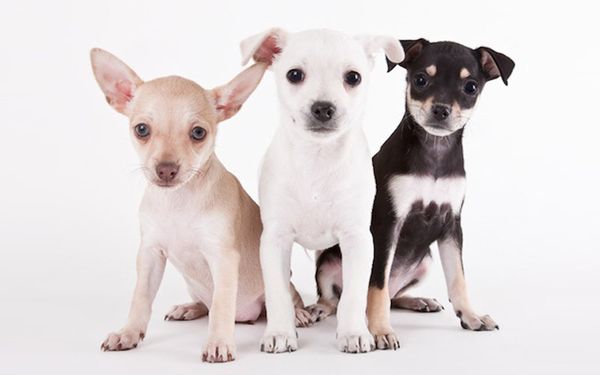 Все собаки мечтают о добром хозяине