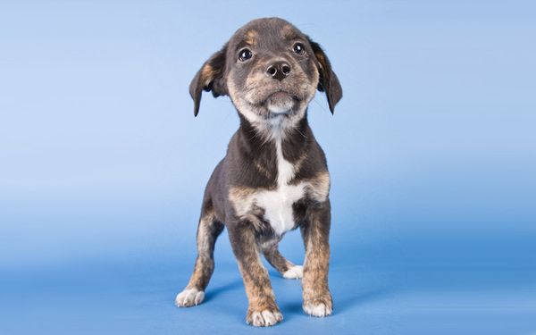 Все собаки мечтают о добром хозяине