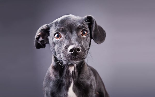 Все собаки мечтают о добром хозяине