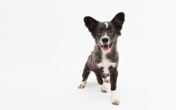 Все собаки мечтают о добром хозяине