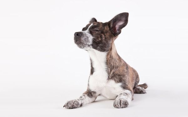 Все собаки мечтают о добром хозяине