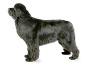 Ньюфаундленд