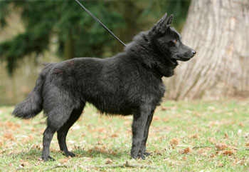 Стандарт породы шипперке