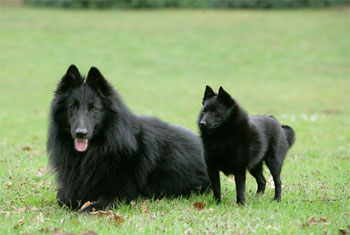 Шипперке со щенком