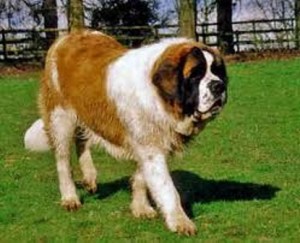 Самый большой в мире сенбернар