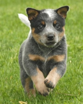 Щенок австралийской пастушьей собаки