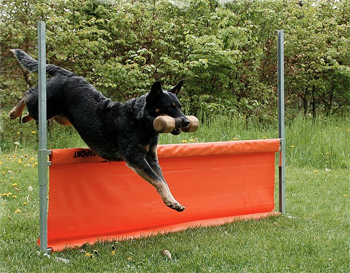 Австралийская пастушья собака