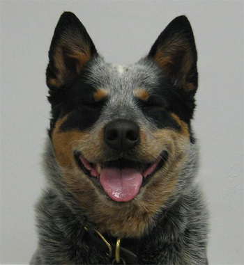 Австралийская пастушья собака