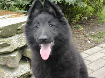 Бельгийская овчарка