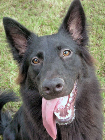 Бельгийская овчарка