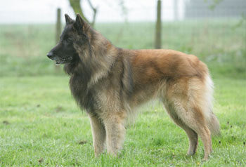 Бельгийская овчарка
