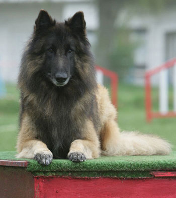 Бельгийская овчарка