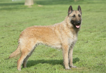 Бельгийская овчарка