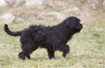 Бергамская овчарка
