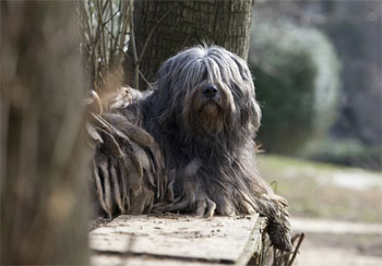 Бергамская овчарка