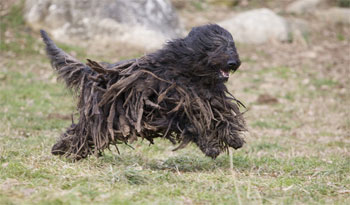 Бергамская овчарка