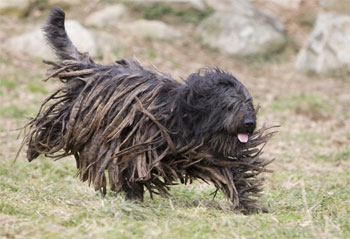 Бергамская овчарка