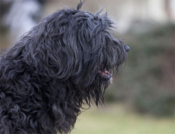 Бергамская овчарка