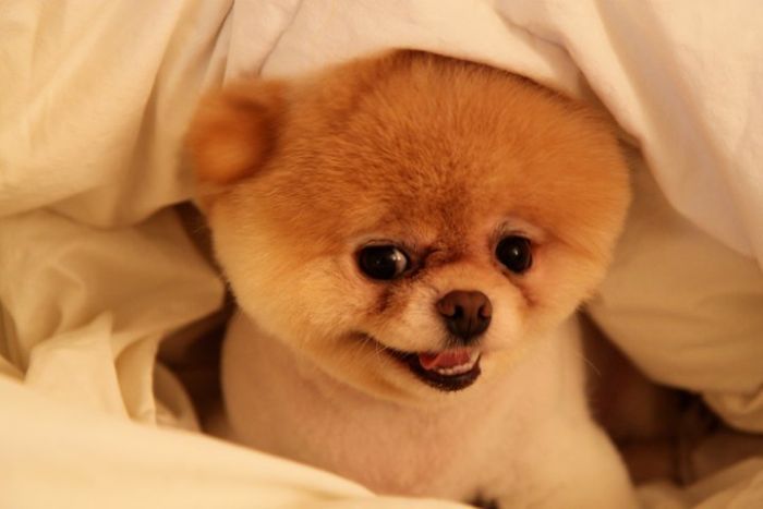 Фото собаки Бу (Boo)