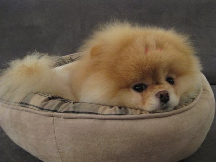Фото собаки Бу (Boo)
