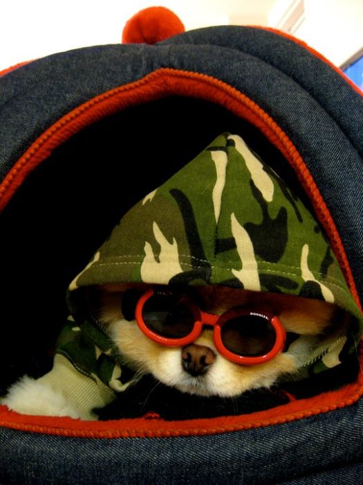 Фото собаки Бу (Boo)