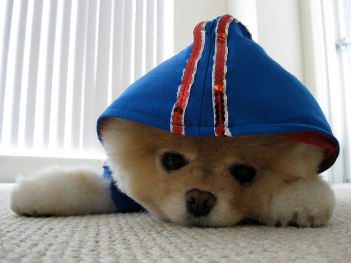 Фото собаки Бу (Boo)