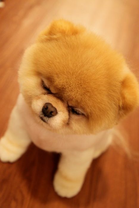 Фото собаки Бу (Boo)
