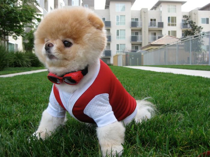 Фото собаки Бу (Boo)