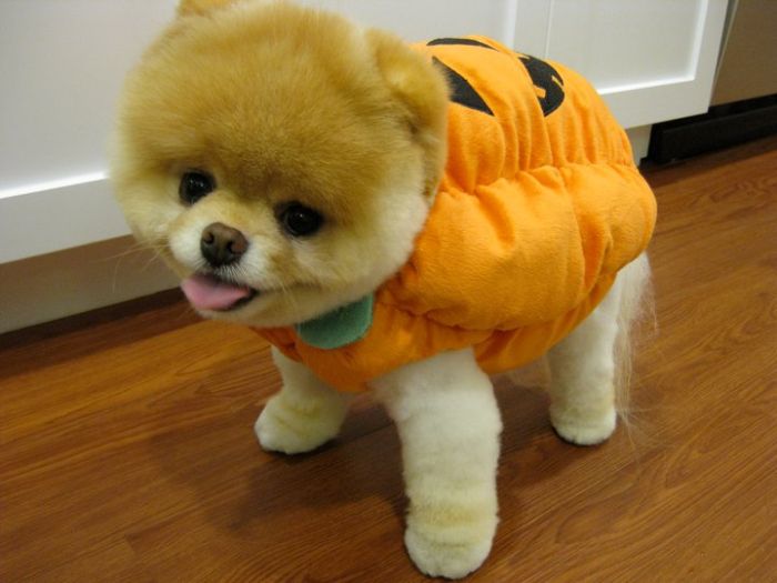 Фото собаки Бу (Boo)