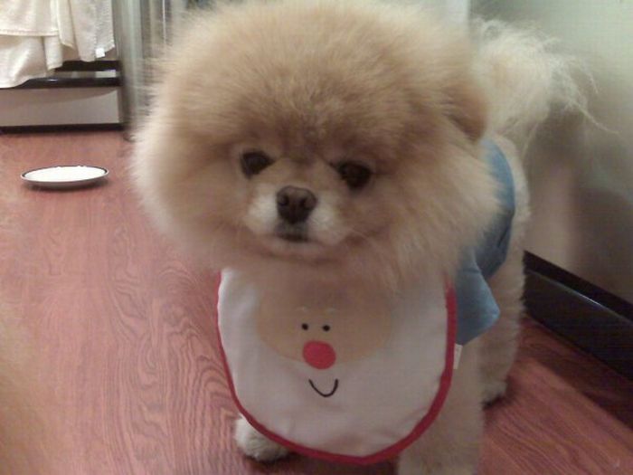 Фото собаки Бу (Boo)