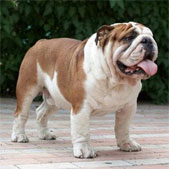 Английский бульдог