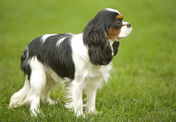 Кавалер кинг чарльз спаниель