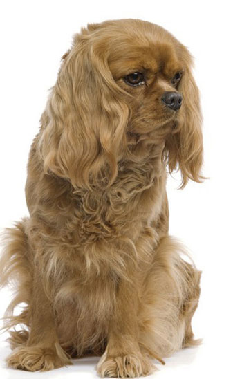 Кавалер кинг чарльз спаниель