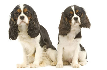 Кавалер кинг чарльз спаниель