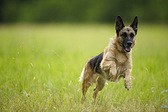 Чем заняться летом с собакой?
