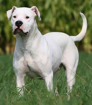 dogo_argentino_4.jpg