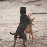 Как защититься от чужой собаки?