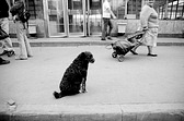 Бездомный пес
