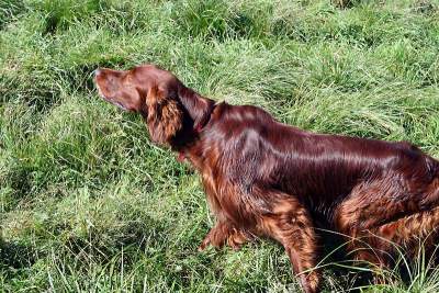 Ирландский красный сеттер
