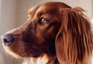 Ирландский красный сеттер